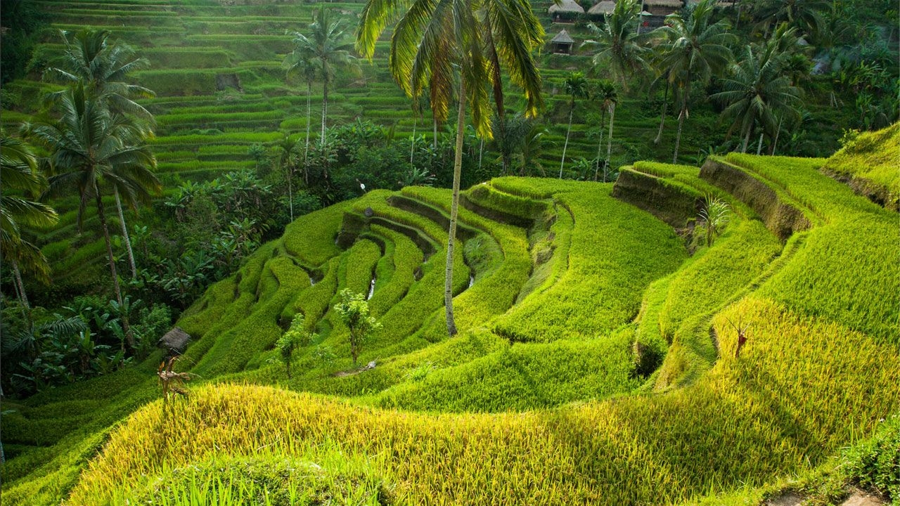bali-bike-tour0976.jpg