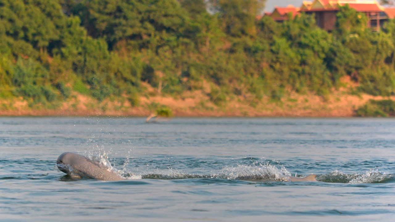 dolphin-tour-in-Kratie.jpg